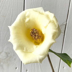  c ̂ 13.5cm|bgc coL c ΂