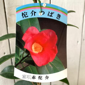 楽天市場 椿 苗 侘助の通販 楽天市場 椿 苗 侘助の通販
