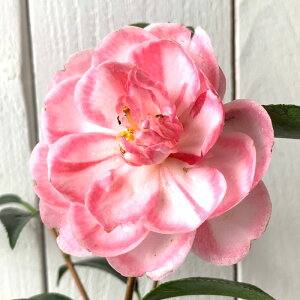  c z̗l 13.5cm|bgc coL c ΂