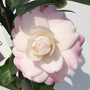  c LeB[ 13.5cm|bgc coL c ΂ gv