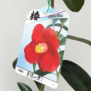  c ۂ̊ 13.5cm|bgc ݂ق̂ coL c ΂ gv