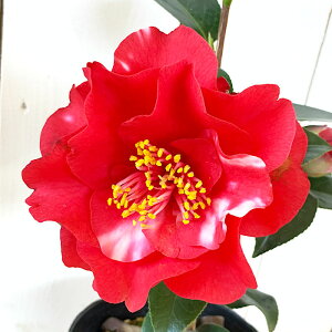  c ㌎q 13.5cm|bgc 񂶂シ΂ coL c ΂ gv