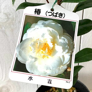  c g 13.5cm|bgc ݂悵 ~YV coL c ΂