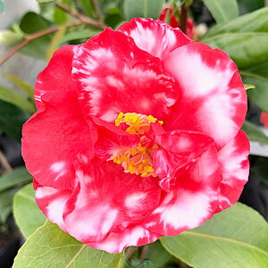  c V 13.5cm|bgc ܂ coL c ΂