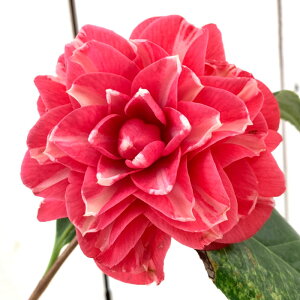  c I_g 13.5cm|bgc coL c ΂ gv