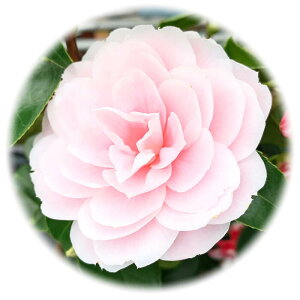  c N 13.5cm|bgc 傤 coL c ΂