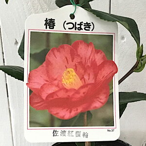  c ng֒ 13.5cm|bgc ǂׂɂӂ΂ coL c ΂ gv