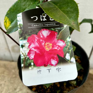  c i蒚 13.5cm|bgc i ڂ肿傤 coL c ΂ gv