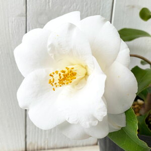  c Hߒ 13.5cm|bgc ͂΂ coL c ΂ gv