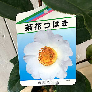  c ыt 13.5cm|bgc coL c ΂