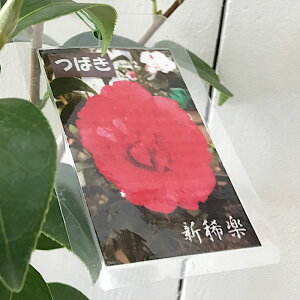  c VHy 13.5cm|bgc 񂫂炭΂ coL c ΂ gv