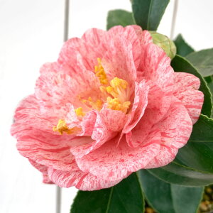  c ̋ђ 13.5cm|bgc ܂̂ɂ΂ coL c ΂ gv