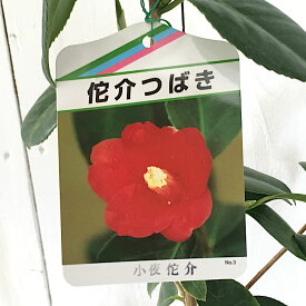 楽天市場 椿 苗 侘助の通販