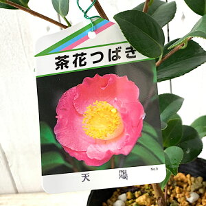  c V 13.5cm|bgc Ă񂵂΂ coL c ΂ gv