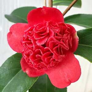  c mђ 13.5cm|bgc ڂ͂ɂ΂ coL c ΂ gv