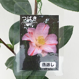  c Ԃ 13.5cm|bgc coL c ΂ gv