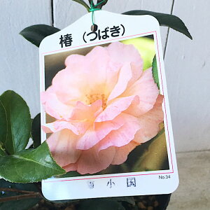  c Ꮼ 13.5cm|bgc 䂫 coL c ΂