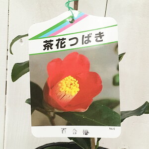  c S 13.5cm|bgc ΂ coL c ΂ gv