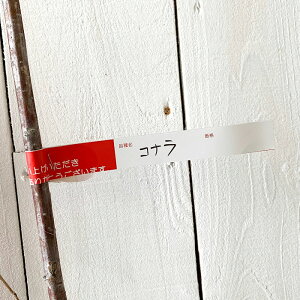 Gؗ c Ri 12cm|bgc Ȃ c gv