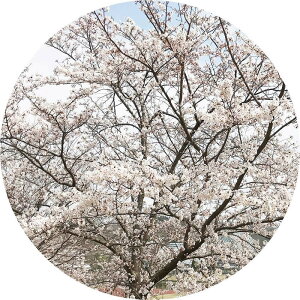  c } 12cmO|bgc 䂵  c TN