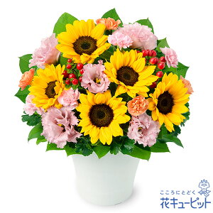 yЂ܂ƃgRLLẼAWgzi524386EAWgj(S̉ԃL[sbgX͂܂ja/j/oY/j//ybg/җj/t[M