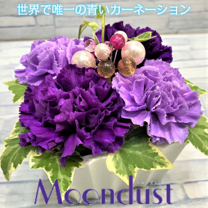 楽天市場 ムーンダストアレンジメント アレンジメント 誕生日 結婚祝い 出産 お祝い お見舞い ペット 還暦祝い フラワーギフト 歓迎 退職 当日配達 即日配達 開店祝 御祝 お祝い 花 卒業 入学 歓送迎 カーネーション 母の日 ぐりーん愛らんど 花屋 楽天市場 ムーンダストアレンジメント アレンジメント 誕生日 結婚祝い 出産 お祝い お見舞い ペット 還暦祝い フラワーギフト 歓迎 退職 当日配達 即日配達 開店祝 御祝 お祝い 花 卒業 入学 歓送迎 カーネーション 母の日 ぐりーん愛らんど 花屋