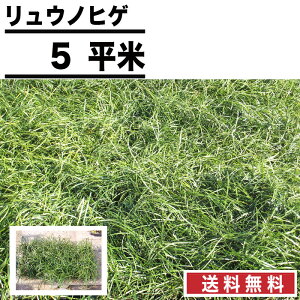 苗 リュウノヒゲの人気商品 通販 価格比較 価格 Com 苗 リュウノヒゲの人気商品 通販 価格比較 価格 Com