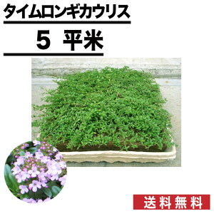 ハーブ タイム 花の人気商品 通販 価格比較 価格 Com