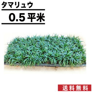 タマリュウの通販 価格比較 価格 Com