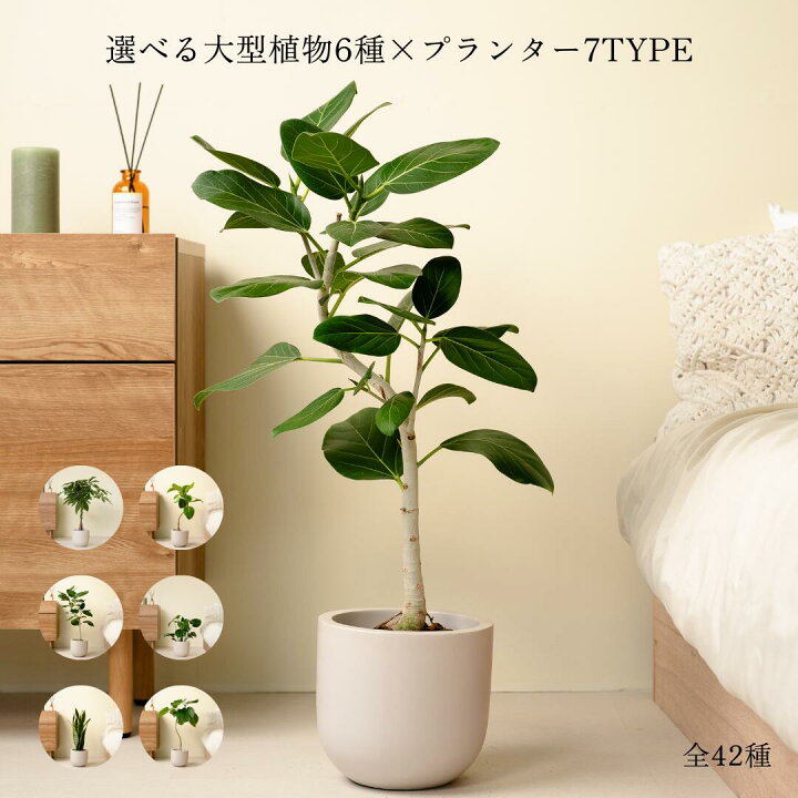 楽天市場】【7種類から選べる植木鉢セット】 7号鉢 観葉植物 パキラ 