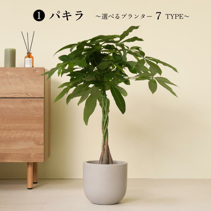 楽天市場】【7種類から選べる植木鉢セット】 7号鉢 観葉植物 パキラ 