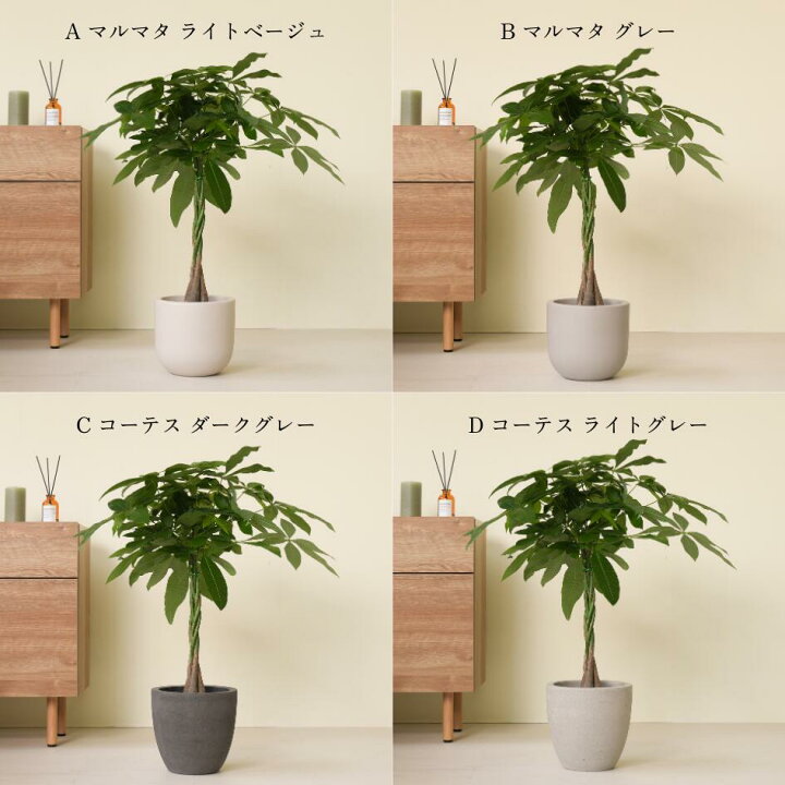 楽天市場】【7種類から選べる植木鉢セット】 7号鉢 観葉植物 パキラ 