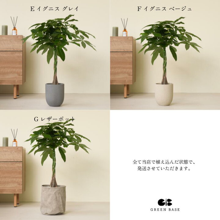 楽天市場】【7種類から選べる植木鉢セット】 7号鉢 観葉植物 パキラ 