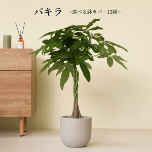 【8種類から選べる植木鉢セット】初心者でも育てやすい観葉植物! パキラ 観葉植物 鉢 鉢付き 鉢植え インテリアグリーン 室内 おしゃれ 初心者 育てやすい リビング 寝室 かわいい ギフト