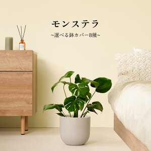 【8種類から選べる植木鉢セット】初心者でも育てやすい観葉植物! モンステラ 観葉植物 鉢 鉢付き 鉢植え インテリアグリーン 室内 おしゃれ 初心者 育てやすい リビング 寝室 かわいい ギ