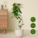 観葉植物 大型 フィカス ベンガレンシス 7号 鉢カバー付 ゴムの木 ベンガレンシス 室内 おしゃれ ギフト お祝い グリーンベース