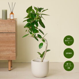フィカス ベンガレンシス 7号鉢 送料無料 植木鉢 初心者でも育てやすい観葉植物！ 観葉植物大型 鉢 鉢付き 鉢植え インテリアグリーン 室内 おしゃれ 初心者 育てやすい リビング 寝室 かわいい ギフト 【8種類から選べる植木鉢セット】