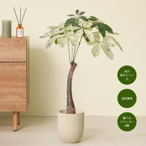 pL pL~L[EFC 7  Aؔ S҂łĂ₷ϗtAI ϗtA^  t A CeAO[   S Ă₷ rO Q 