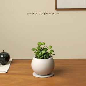 �y�y���~�A �z�[�v �A���O���[�^4���� �������� �A�ؔ� ���S�҂ł���Ă₷���ϗt�A���I �ϗt�A�����^ �e�[�u���T�C�Y �� ���t�� ���A�� �C���e���A�O���[�� ���� ������� ���S�� ��Ă₷