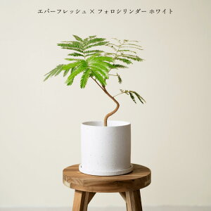 �G�o�[�t���b�V�� 5���� �������� �A�ؔ� ���S�҂ł���Ă₷���ϗt�A���I �ϗt�A�����^ �� ���t�� ���A�� �C���e���A�O���[�� ���� ������� ���S�� ��Ă₷�� ���r���O �Q�� ���킢�� �M