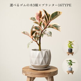 フィカス ゴムの木 ベンガレンシス アルテシマ ティネケ 6号鉢 送料無料 植木鉢 初心者でも育てやすい観葉植物！ 観葉植物中型 鉢 鉢付き 鉢植え インテリアグリーン 室内 おしゃれ 初心者 育てやすい リビング 寝室 かわいい ギフト 【16種類から選べる植木鉢セット】