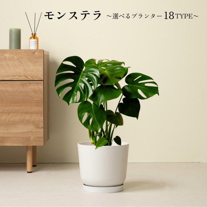 楽天市場】モンステラ 観葉植物 鉢 鉢付き 鉢植え インテリアグリーン 