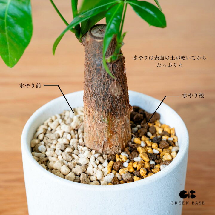 楽天市場】【16種類から選べる植木鉢セット】小さくて初心者でも育て 