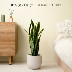 【11種類から選べる植木鉢】初心者でも育てやすい観葉植物！サンスベリア 観葉植物 鉢 鉢付き 鉢植え インテリアグリーン 室内 おしゃれ 初心者 育てやすい 観葉植物 かわいい ギフト 送料無料 空気清浄 サンセベリア