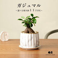 【楽天1位 | 11種類から選べる鉢】ガジュマル 4号 小さくて初心者でも育てやすいミニ観葉植物！ 観葉植物…