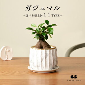 【楽天1位 | 11種類から選べる鉢】ガジュマル 4号 小さくて初心者でも育てやすいミニ観葉植物! 観葉植物 鉢 鉢付き 鉢植え インテリアグリーン 室内 おしゃれ 初心者 育てやすい 小さい植物