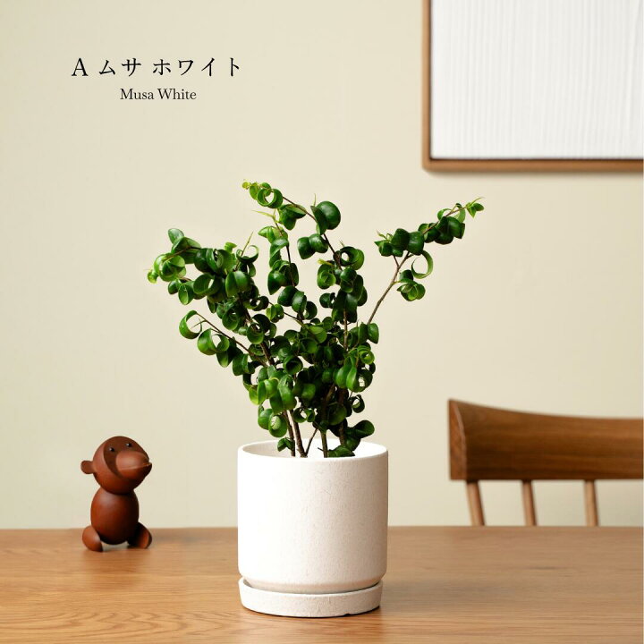 楽天市場】【8種類から選べる植木鉢セット】小さくて初心者でも育て 