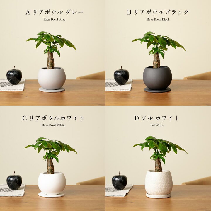 楽天市場】【16種類から選べる植木鉢セット】小さくて初心者でも育て 