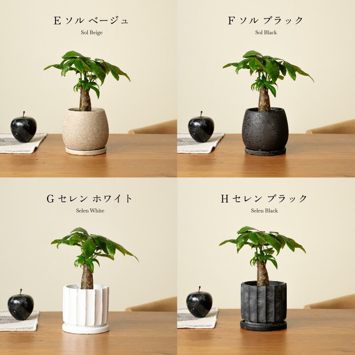 楽天市場】【16種類から選べる植木鉢セット】小さくて初心者でも育て 