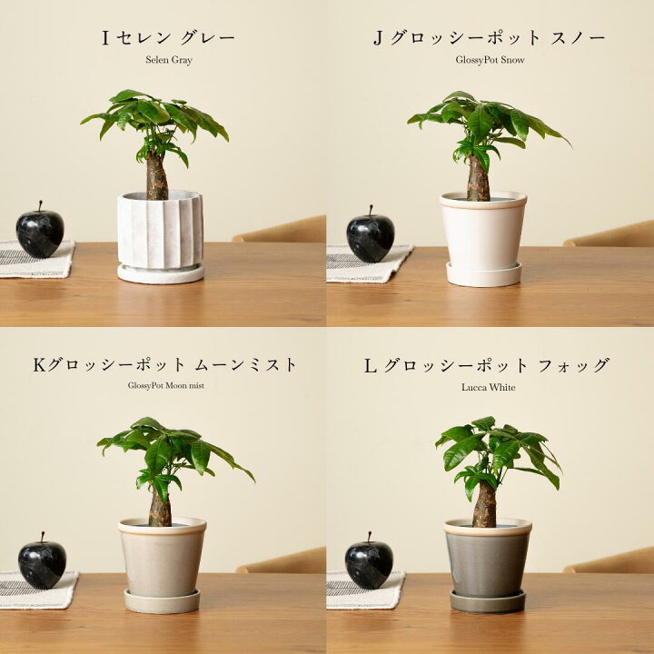 楽天市場】【16種類から選べる植木鉢セット】小さくて初心者でも育て 